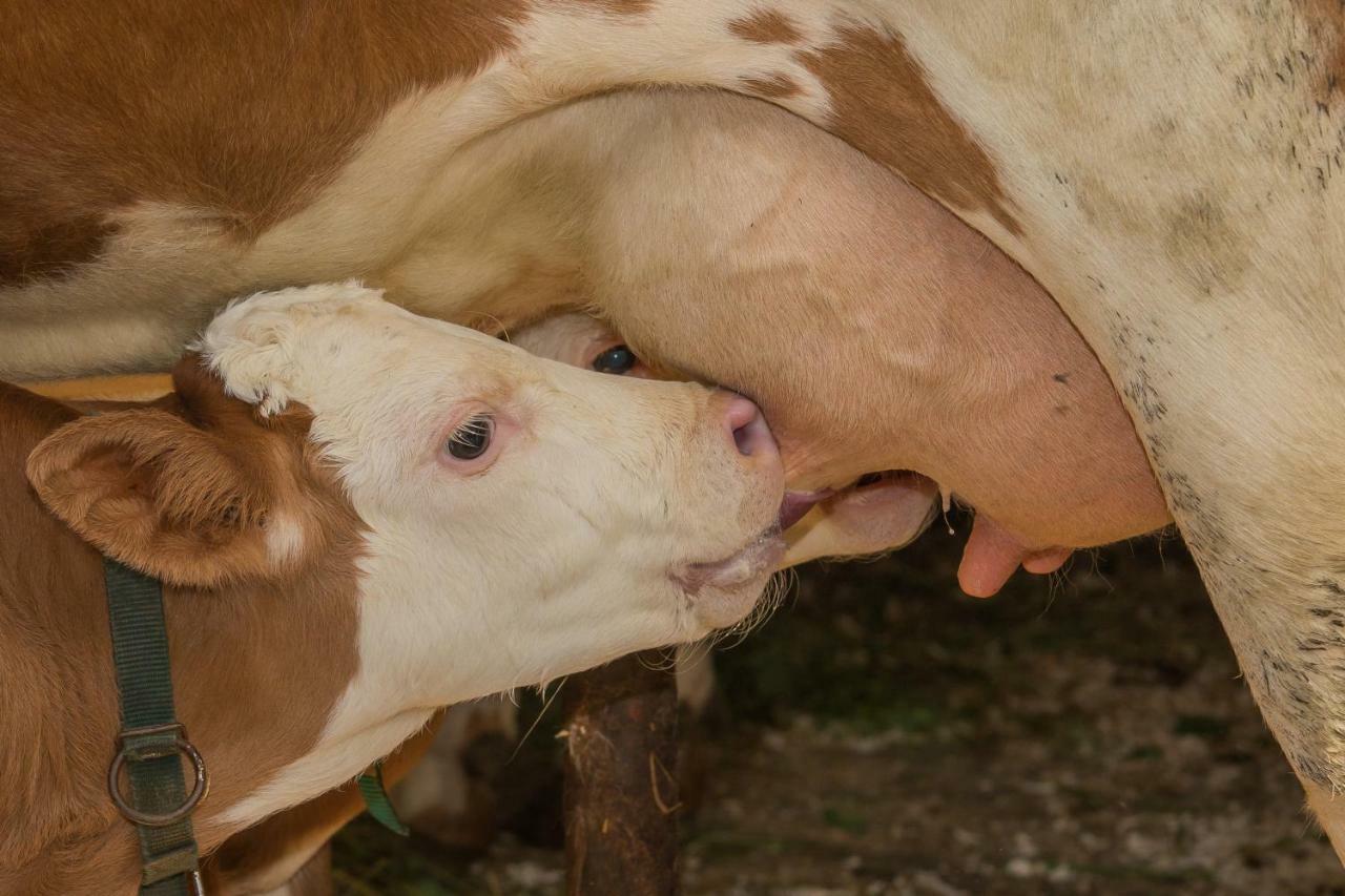 Farm Holidays Povsin Bled Dış mekan fotoğraf