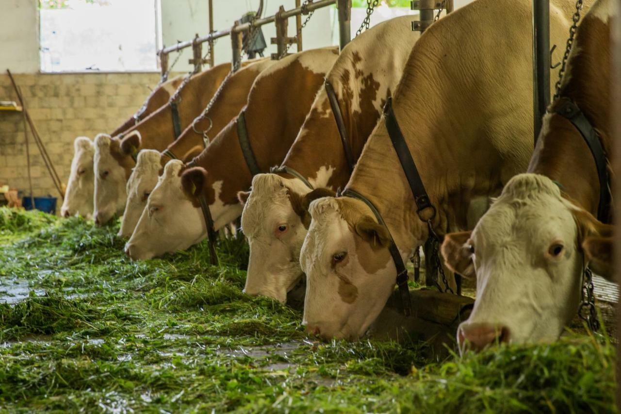 Farm Holidays Povsin Bled Dış mekan fotoğraf